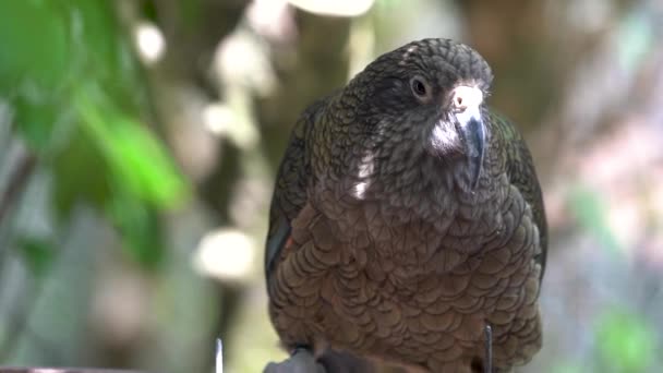 Yeni Zelanda Beslenen Kea Papağanı Yakın Çekim — Stok video