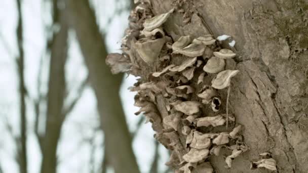 Ağacın Yanındaki Mantar Dipçik Yaklaş — Stok video
