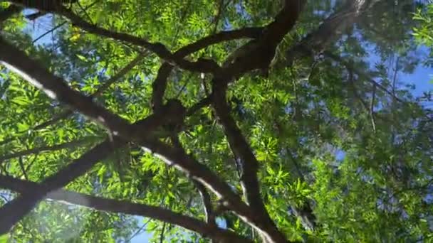Vervet Apor Klättra Gröna Träd Overhead — Stockvideo
