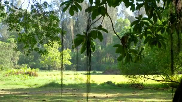 Vervet Monkey Cade Albero Nella Foresta Verde Kenya — Video Stock