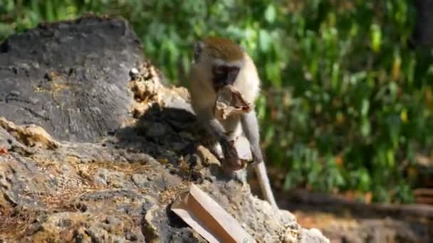 Мавпа Збирає Паперові Мішки Сміття Пошуках Їжі — стокове відео