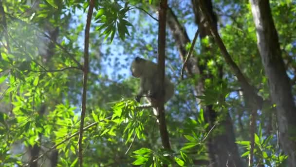 Vervet Monkey Overhead Klättring Gröna Träd — Stockvideo