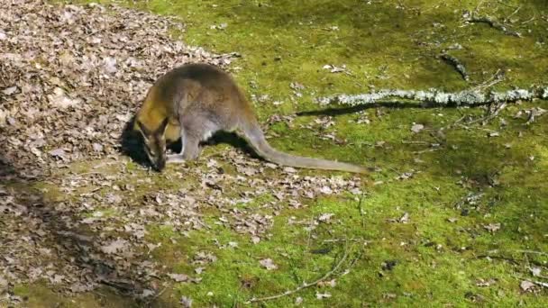 Wallaby Μυρίζοντας Έδαφος Και Τον Αέρα — Αρχείο Βίντεο