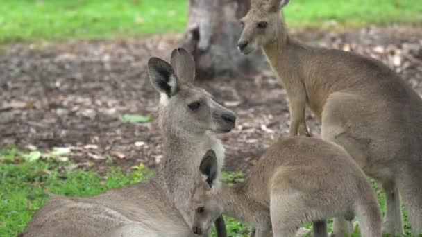 Cangurul Întins Câmp Iarbă Din Queensland Australia — Videoclip de stoc