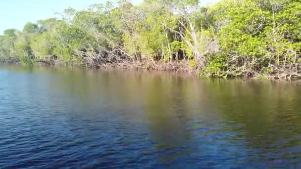 Pohled Mangroves Podél Řeky Port Douglas Austrálie — Stock video