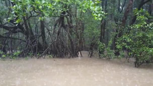 Mangrovie Nella Foresta Pluviale Daintree Durante Stagione Dei Monsoni Queensland — Video Stock