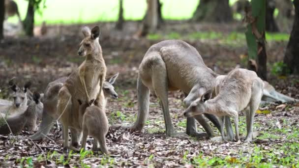 Grupp Kangaroos Slow Motion — Stockvideo