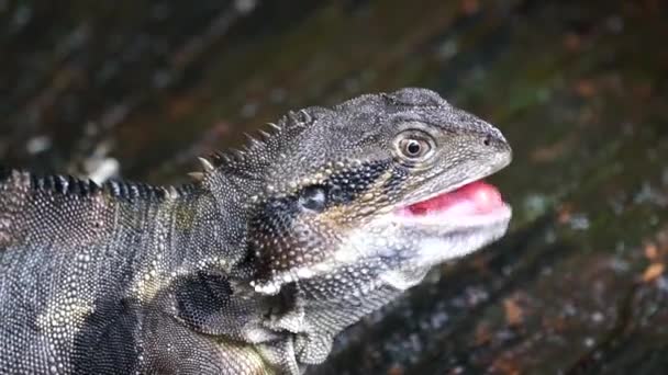 Australian Water Dragon Eating Slow Motion — Stock video