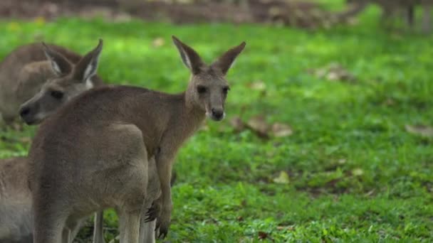 Close Van Een Jonge Kangoeroe Queensland Australië — Stockvideo