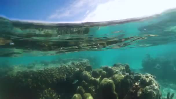Μια Πάνω Από Θέα Του Κοραλλιογενή Ύφαλο Στη Ραροτόνγκα Νήσοι — Αρχείο Βίντεο