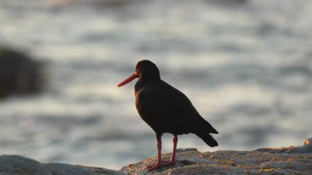 Устричная Птица Новой Зеландии Рано Утром — стоковое видео