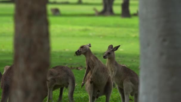 Grupp Unga Kangaroos Spelar Ett Fält Australien — Stockvideo