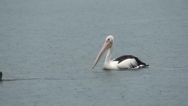 Pelican Dans Lac Sous Pluie Dans Queensland Australie — Video