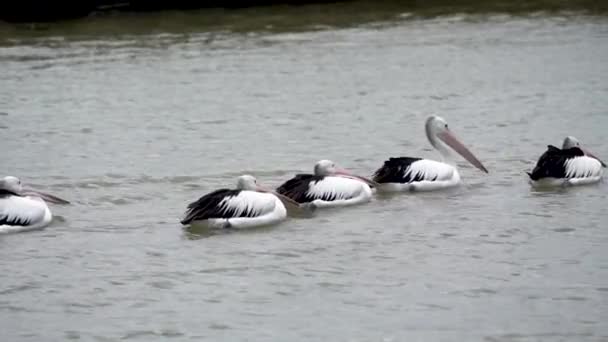 Een Groep Pelicanen Drijvend Slow Motion — Stockvideo