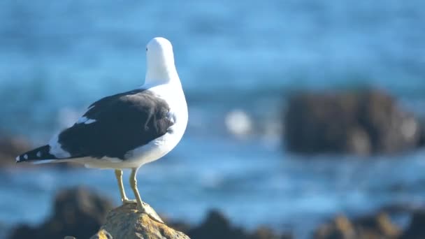 Gaivota Preta Apoiada Sul Uma Rocha Dia Ensolarado — Vídeo de Stock