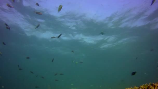 Manta Ray Nada Graciosamente Através Moldura Sobre Recife Coral Raso — Vídeo de Stock