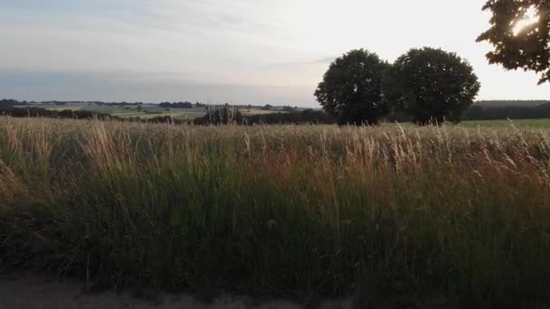 Dron Przelatuje Nad Trawnikiem Złotej Godzinie Słońce Świeci Przez Liście — Wideo stockowe