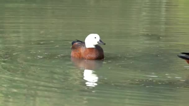 Paradiesenten Einem Teich Neuseeland — Stockvideo