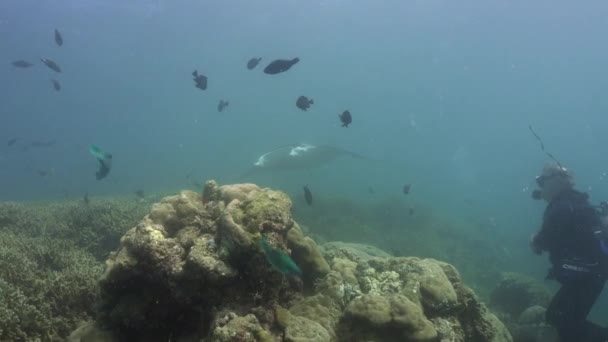 Par Buceadores Viendo Manta Ray Nadar Rápidamente Sobre Arrecife Coral — Vídeos de Stock