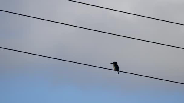 Ιερό Kingfisher Ένα Καλώδιο Ρεύματος — Αρχείο Βίντεο
