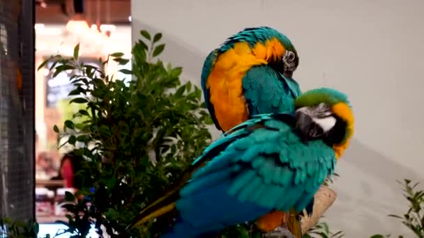 Dois Papagaio Arara Azul Dourado Galho Mostrando Suas Penas Coloridas — Vídeo de Stock