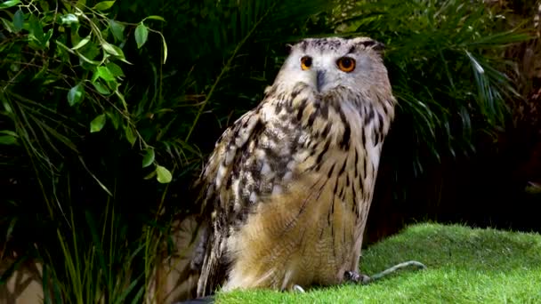 Beau Portrait Hibou Aigle Eurasien — Video