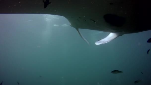 Manta Ray Que Aparece Por Detrás Enciende Encima Una Estación — Vídeos de Stock