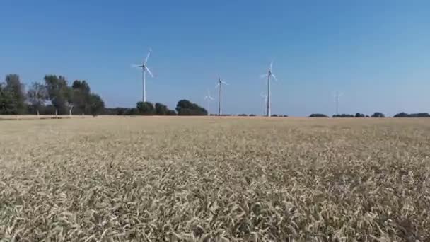 Energie Rinnovabili Agricoltura Drone Sorvola Campo Grano Sullo Sfondo Sono — Video Stock
