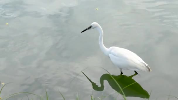 공원에 Egret 초상화 — 비디오