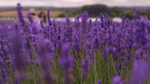 Lavendelboerderij Slow Motion Met Bokeh — Stockvideo