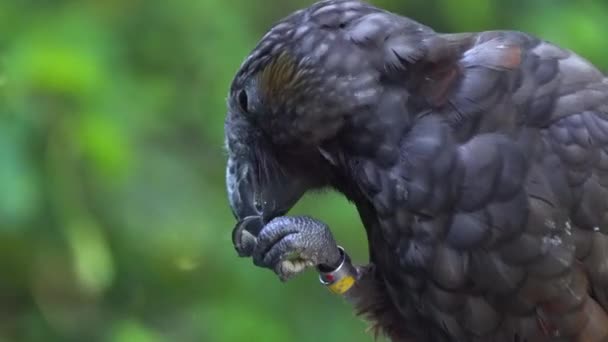 Yeni Zelanda Kaka Papağanı Nın Pençesiyle Bir Fıstıkla Beslenen Yakın — Stok video