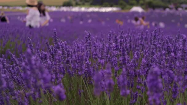 Granja Lavanda Con Gente Fondo Bokeh — Vídeos de Stock