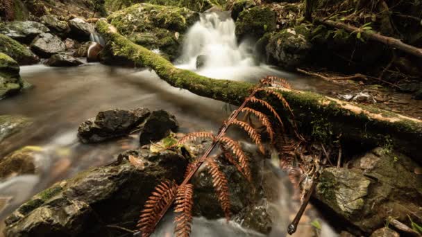 Upływ Czasu Rzeki Nowej Zelandii Szczątkami Upadłych Gałęzi Skał Paproci — Wideo stockowe