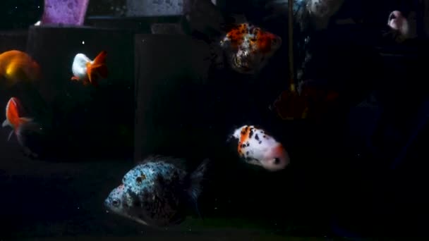 Goldfish Swims Clear Water Catches Food — Stock Video