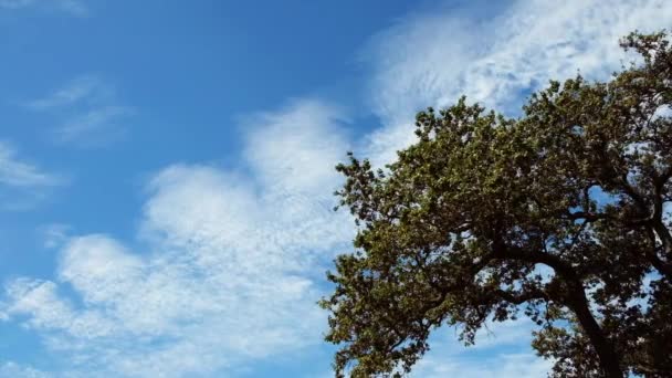 在蓝天的背景下 微风吹拂着淡淡的云彩 橡木大树枝沙沙作响 — 图库视频影像