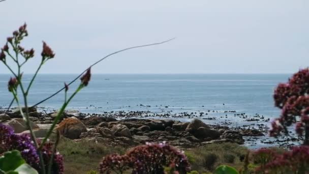 Slide Dolly Ruchome Ujęcie Oceanu Widok Plaży Kwiatowych Roślin Kwiatowych — Wideo stockowe