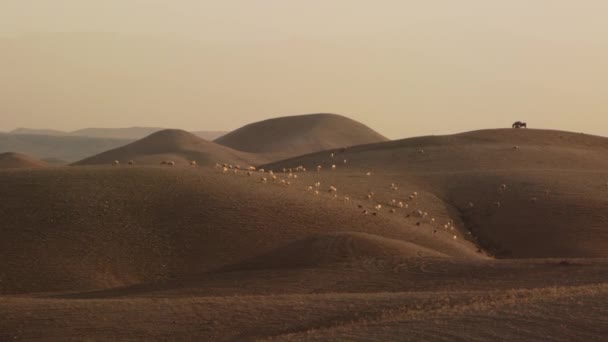 Weitschuss Ziegen Und Schafherde Wandern Über Wüstendüne Goldene Stunde — Stockvideo