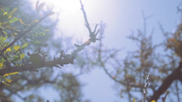 Zamknij Płytkie Dof Orzecha Arganowego Gałęzi Drzewa Arganowego Strzał Słońcu — Wideo stockowe
