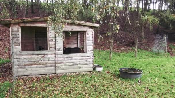 Kleine Houten Hut Natuur Met Soay Schapen Binnen Statisch — Stockvideo