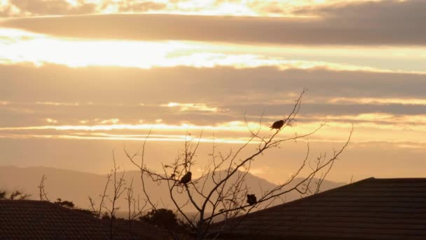 Silueta Tres Pajaritos Sentados Ramas Árbol Hora Dorada Del Atardecer — Vídeos de Stock