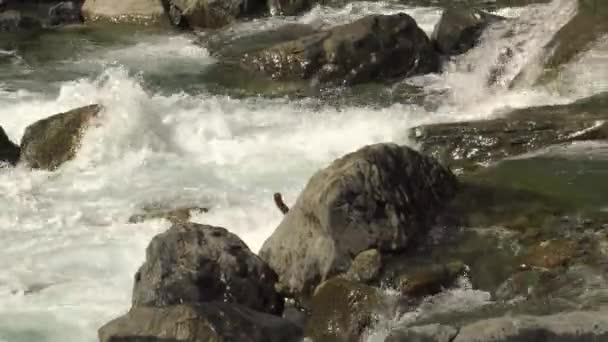 急流の渓流 白い泡で岩の上にカスケードフル急いで — ストック動画