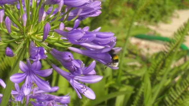 Bumble Bee Atterraggio Fiore Blu Agapanto Giglio Africano Rallentatore — Video Stock