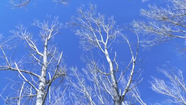 Zilveren Berkenbomen Winter Tegen Blauwe Lucht Lage Hoek — Stockvideo