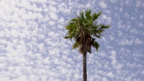 Time Lapse Cloudscape Clouds Moving Blue Sky Palm Tree — Stock Video