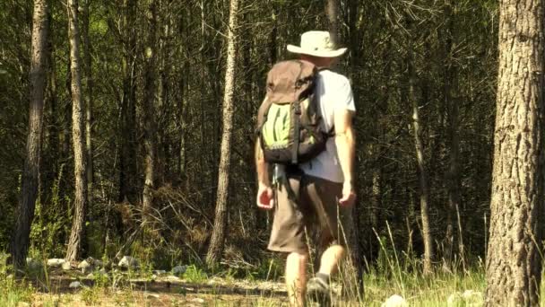 Middle Aged Man Hiking Forest Backpack — Stock Video
