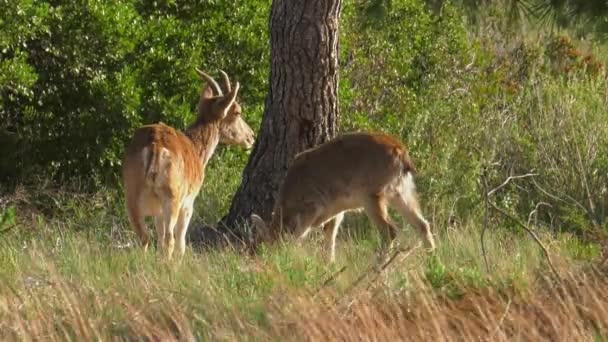 Female Iberian Ibex Young Feeding Woodland — Stock Video