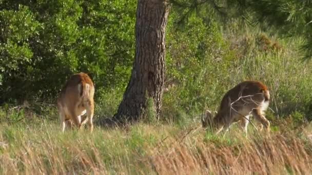 Femmina Stambecco Iberico Con Giovani Ambiente Naturale Capre Montagna — Video Stock