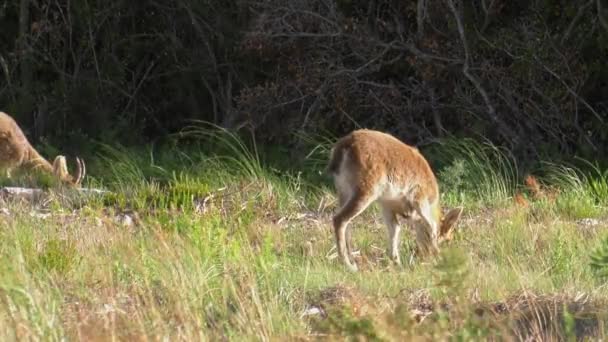 Jonge Spaanse Wilde Geit Met Moeder Natuurlijke Omgeving Iberische Ibex — Stockvideo