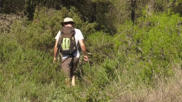 Middelbare Man Wandelen Door Bos Met Rugzak — Stockvideo