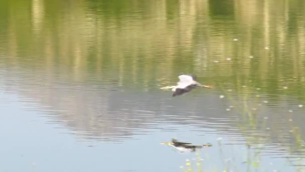 Grande Garça Azul Voando Baixo Sobre Lago Refletida Água Câmera — Vídeo de Stock